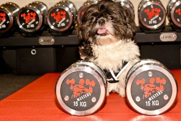A small dog sitting between Masters Fitness dumbbells