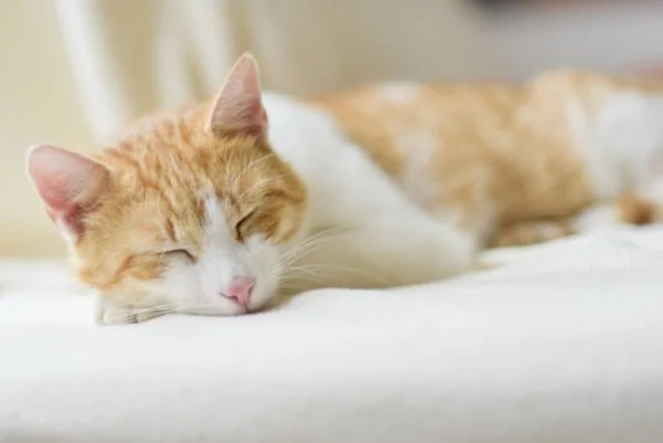 A cat asleep on a bed