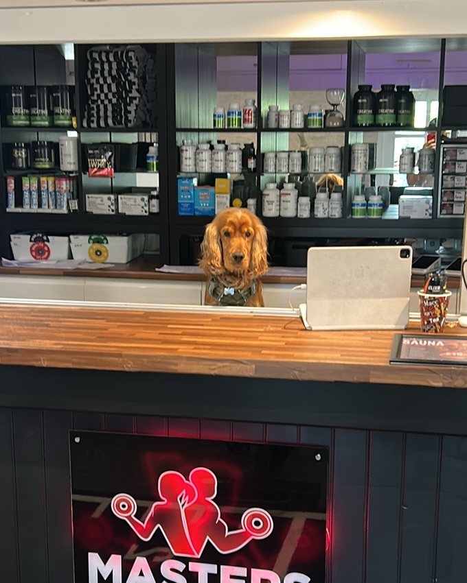 Freddie, Daniel’s spaniel, peering over the Masters Fitness reception desk